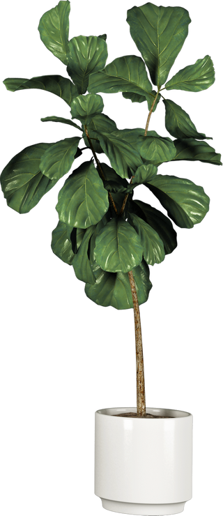 Isolated Pot Plant on White